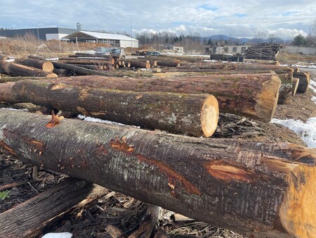 Hlod_dražba_Kočevski les3